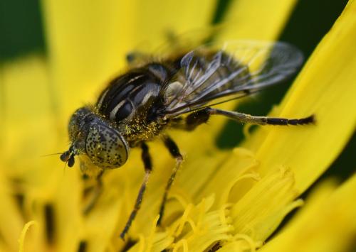 Réf. 322 615 : Eristalinus sepulchralis